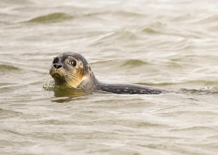 12- Chant Des Sirenes - Proche - Cour Privee Ault